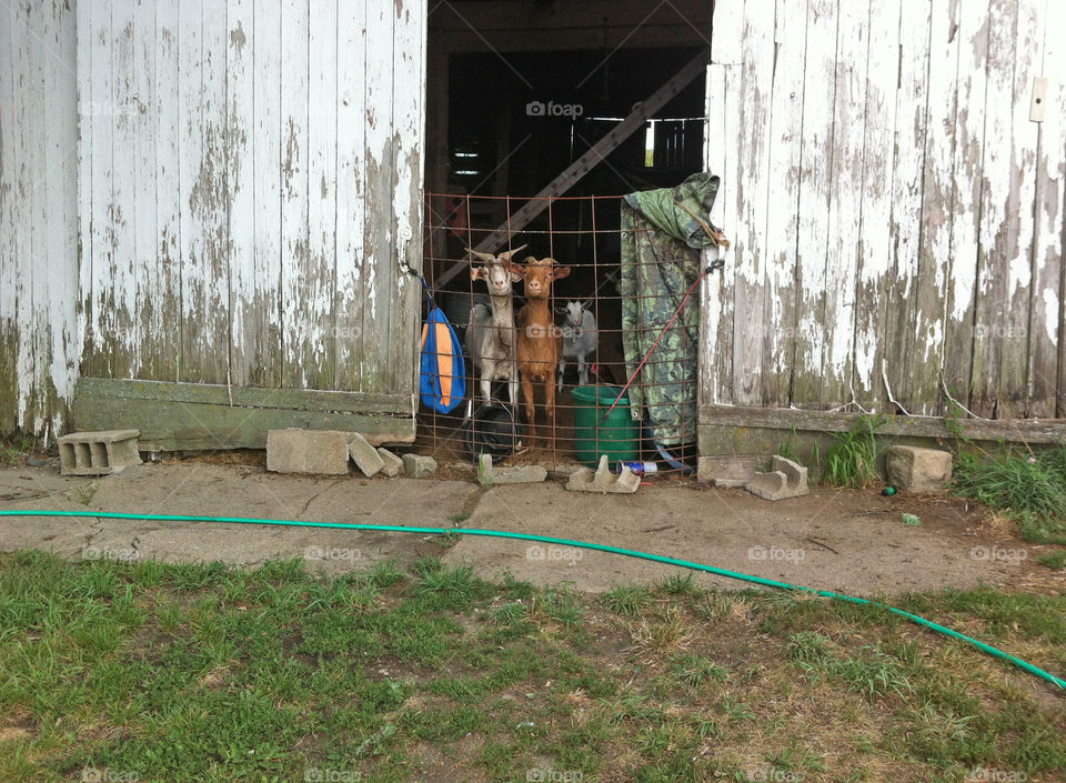 Local wildlife in Indiana.