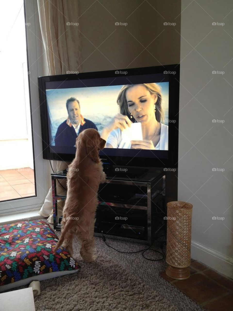 What does it say, I'm a dog, I can't read?! Puppy tv watching!