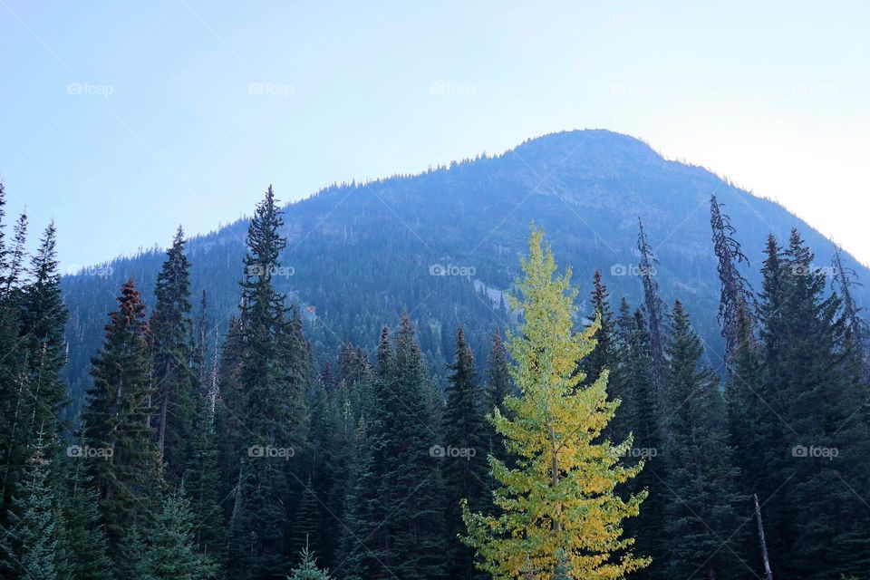 Forest on a mountain pass