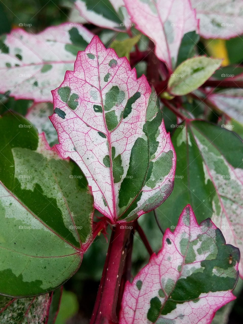 multiple colors hibicus leaves