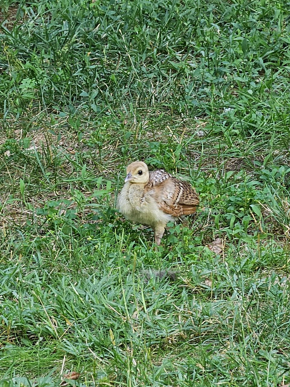 Peacock Chick