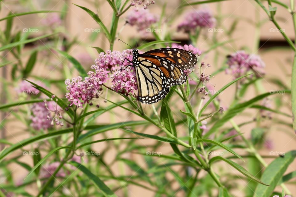 Monarch butterfly on milkweed 