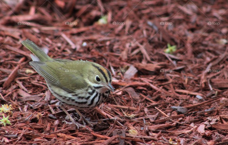 Ovenbird standing on wood chips with orange and black crown stripes showing 