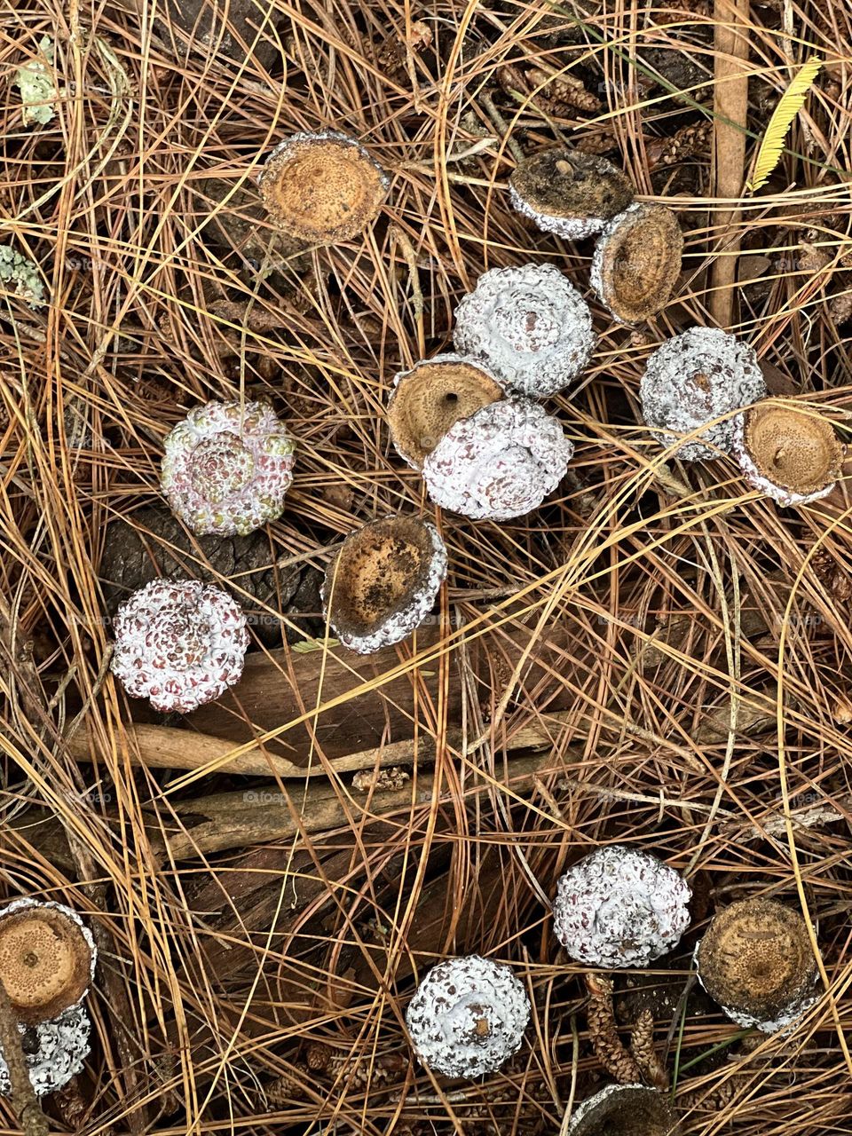 Seeds of eucalyptus 