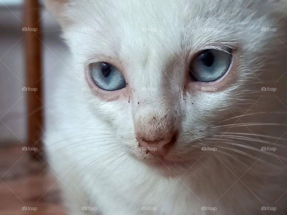 white kitten with blue eyes.