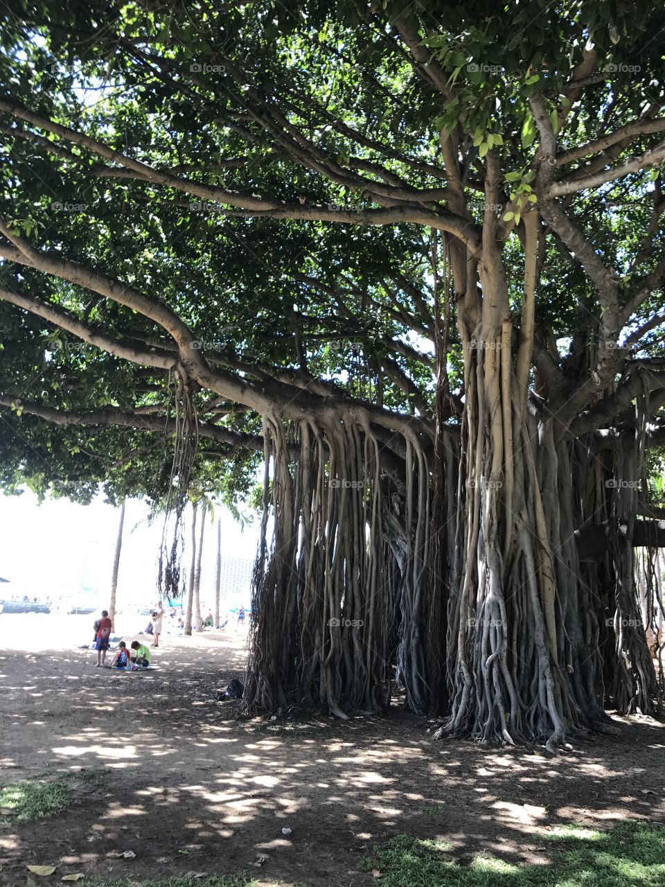 Banyan, big tree at Hawaii Oahu Honolulu Waikiki beach 