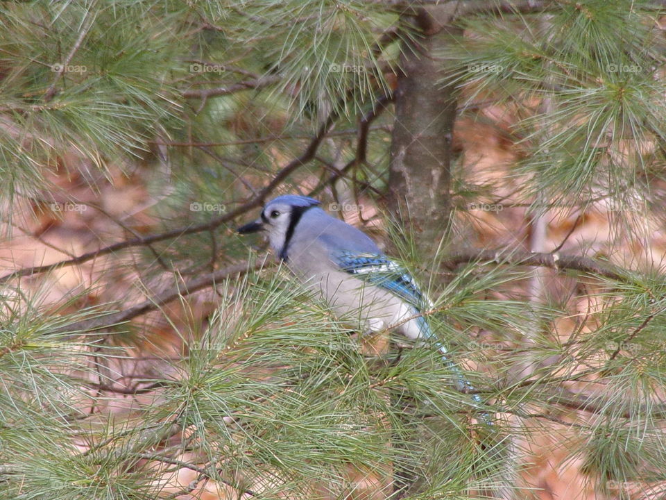 Beautiful blue jay in a pine tree 