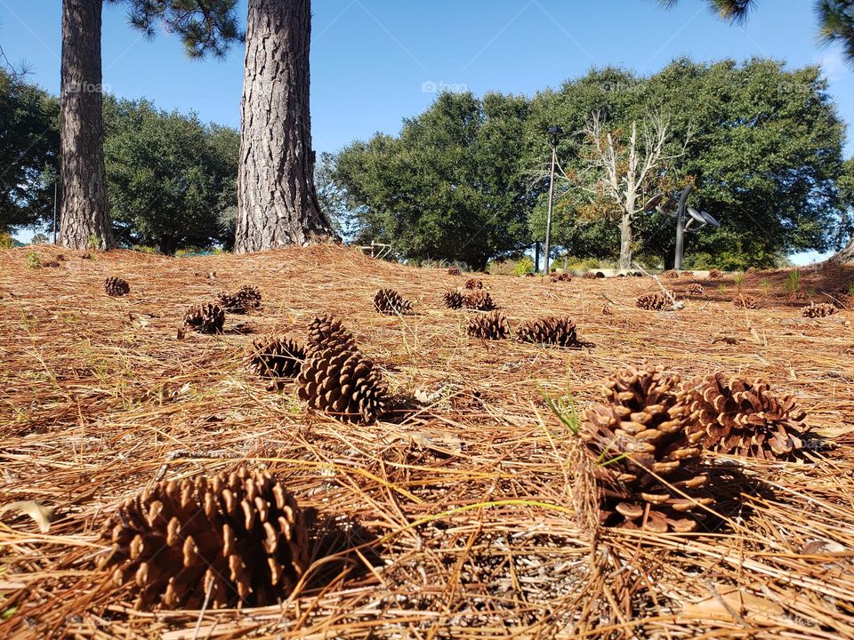 pine cone are the most beautiful signal of fall