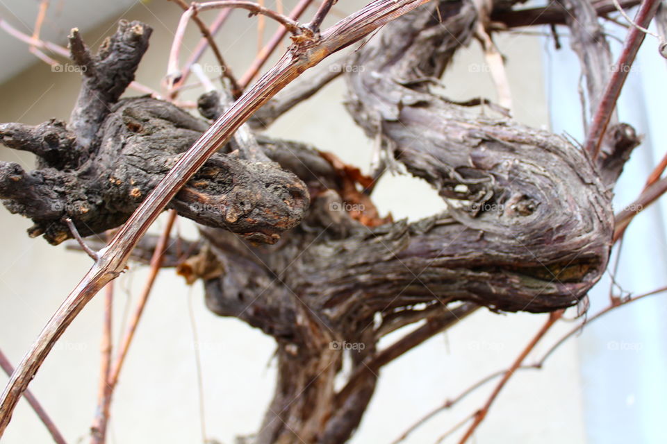 Macro of dry vine