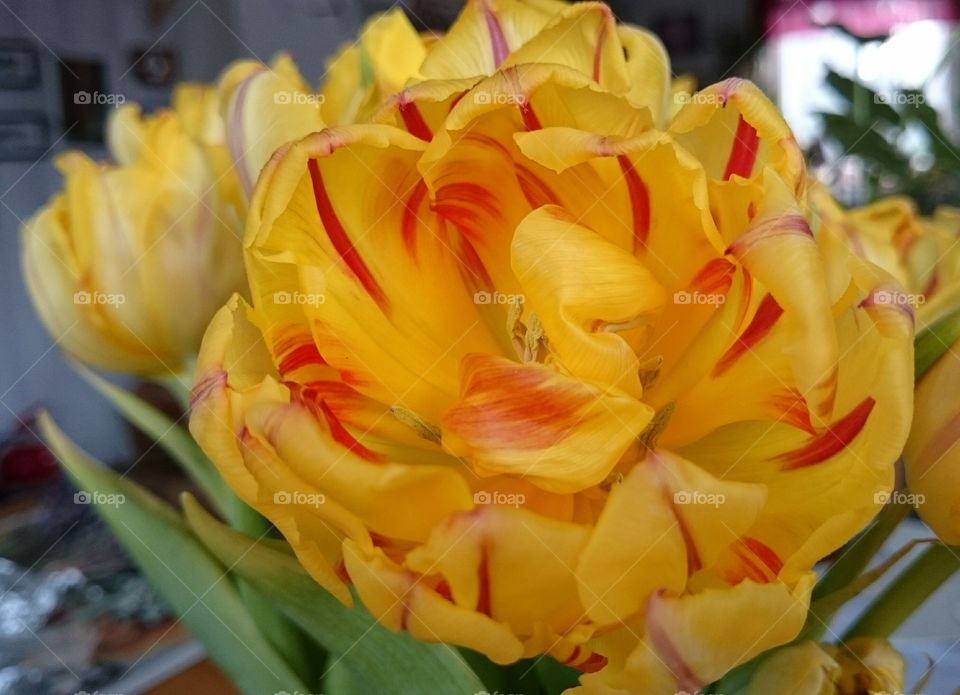 yellow and red tulips