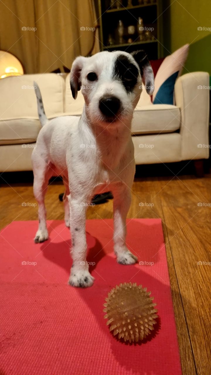 Parson Russell Terrier