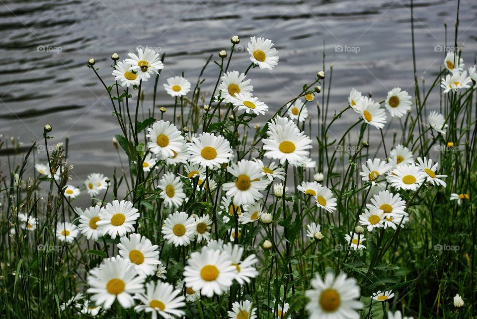 Daisy meadow at the river