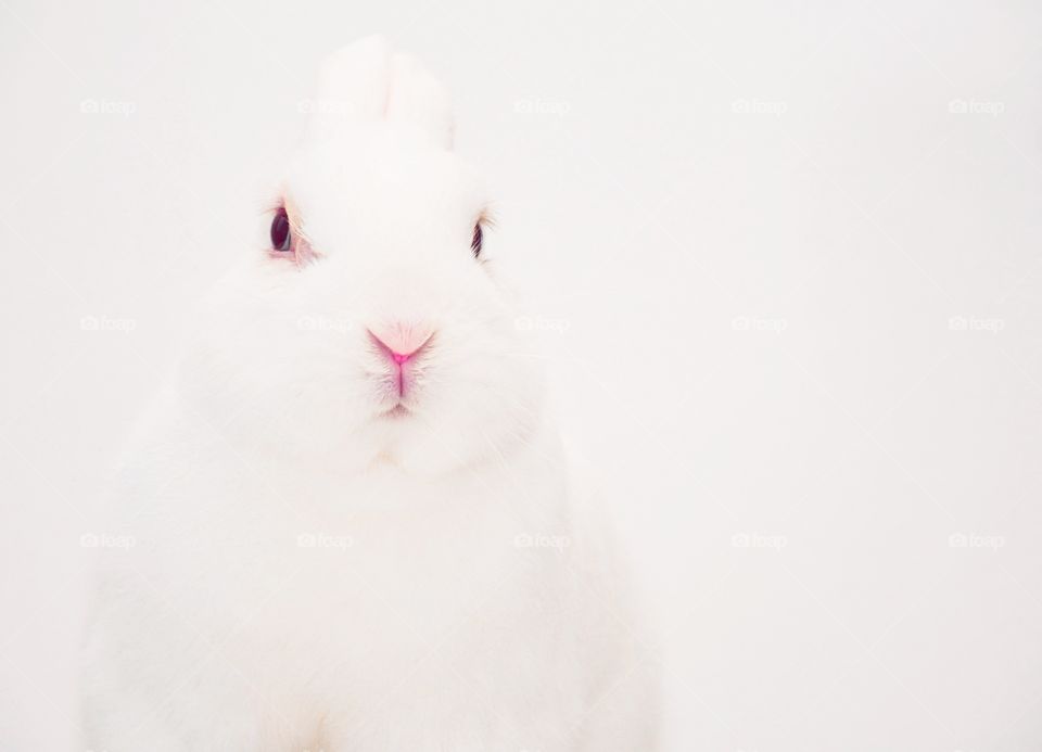 My cute little bunny 