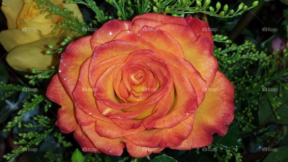 Orange glitter rose