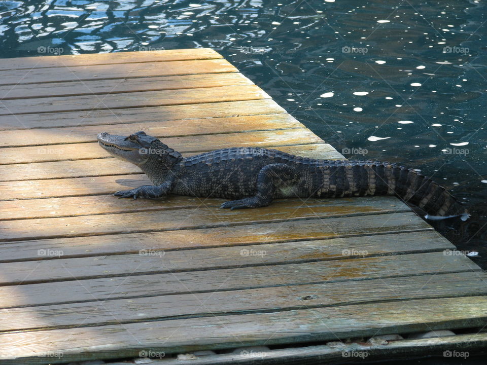 Gator country. Alligator at a Florida mini golf course