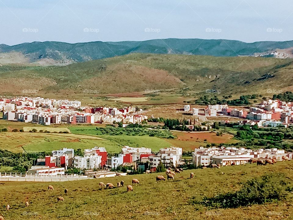 Sheep grazing at a plaines
