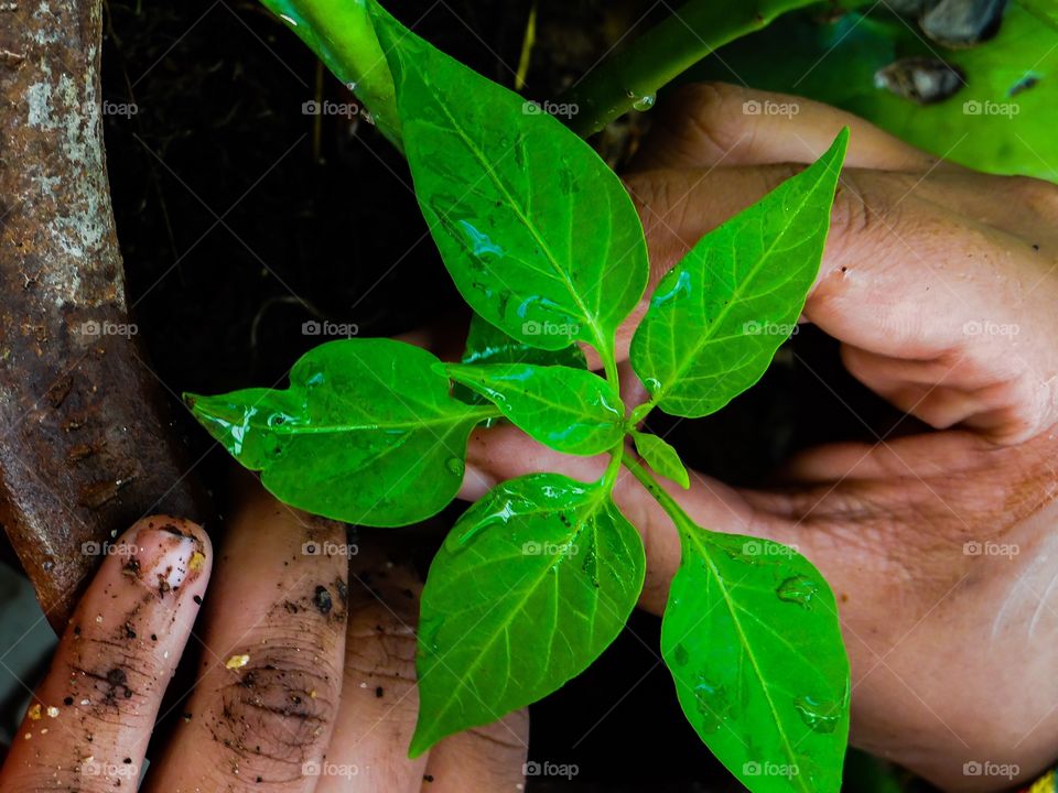 Gardening