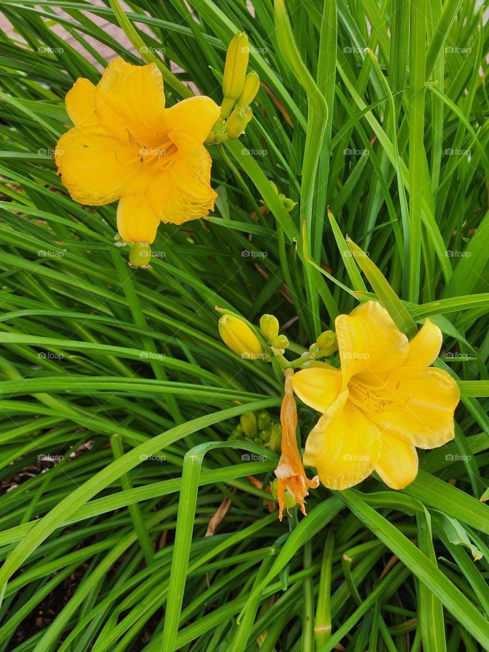 bright yellow flowers in green grass