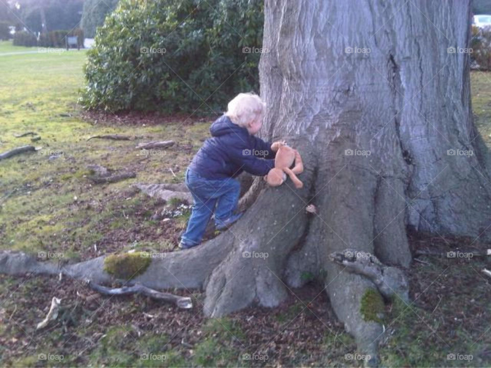 200 year old beech tree trunk