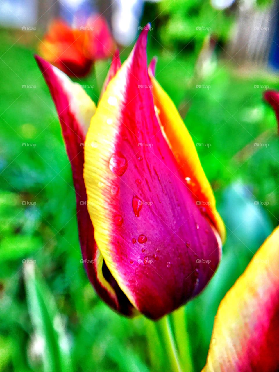 Beautiful flower in Indiana 