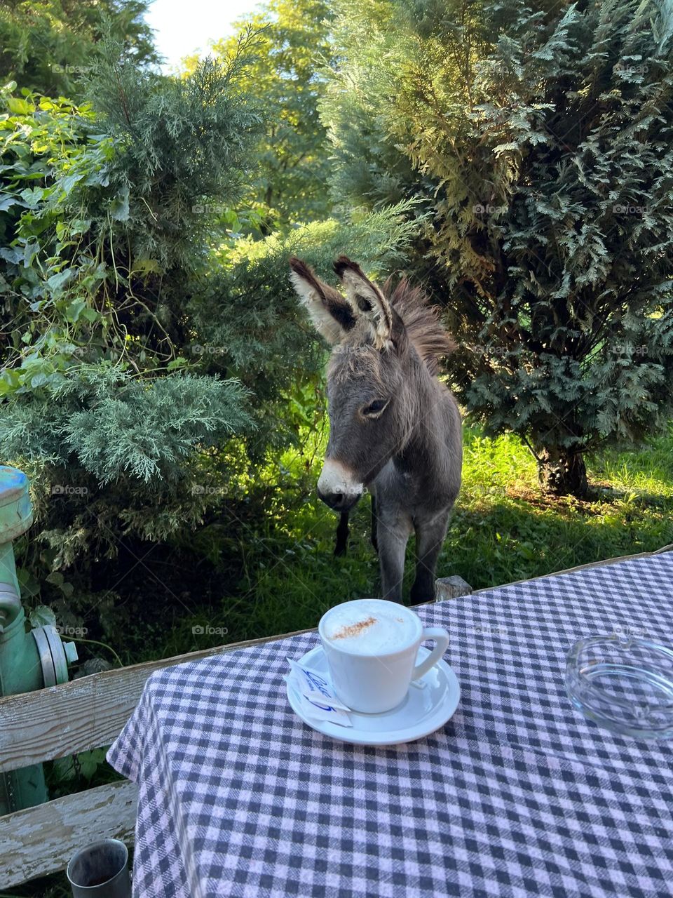 Morning coffee with donkey 
