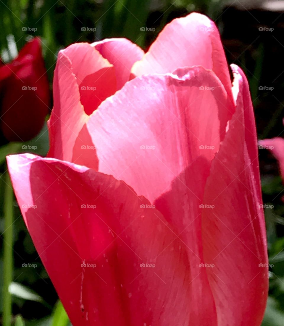 Sunlit tulip