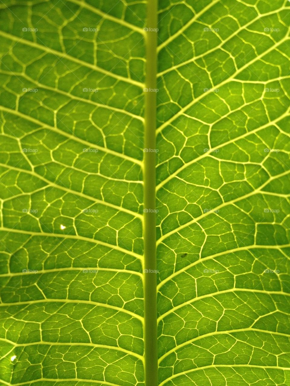 Green leaf