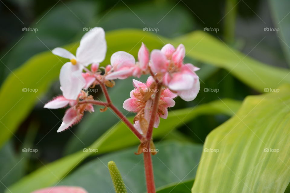 Small pink flowers 