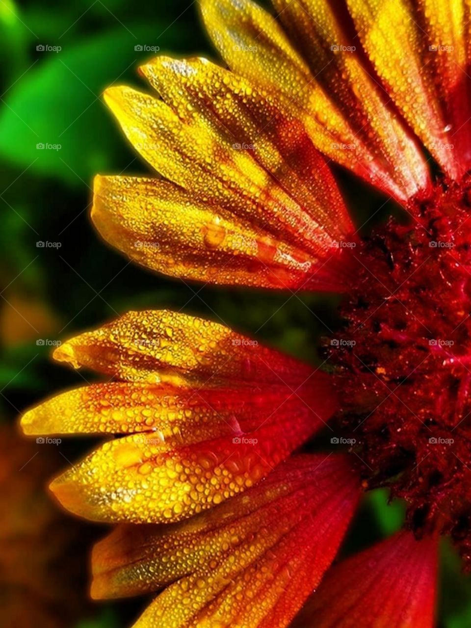 Red for passion! yellow for happiness and green for a new beginning!And their combination creates a white ray...