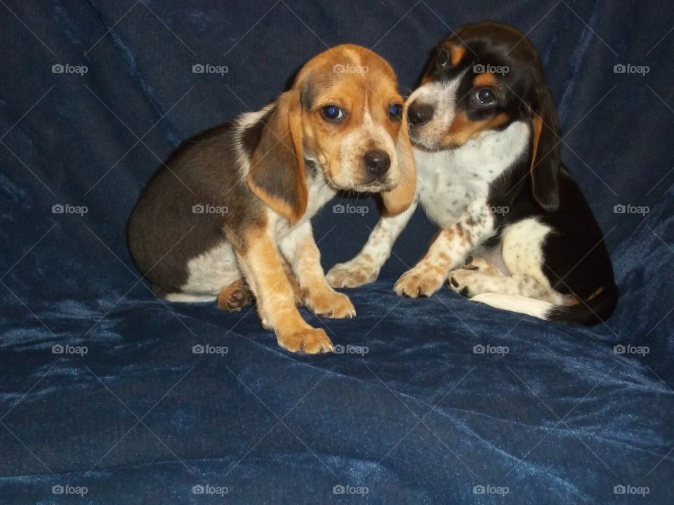 My puppies are so tiny here!! 