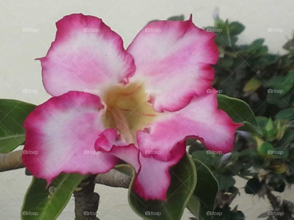 jamiekan desort rose