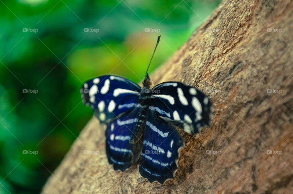 Close-up of butterfly on tree bark