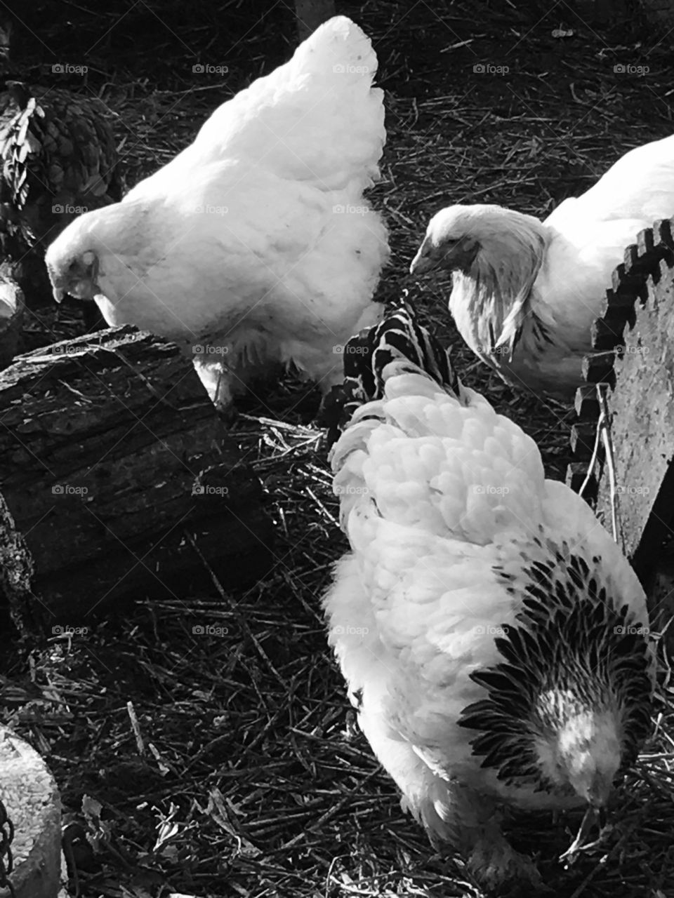 Brahma hens / chickens pecking around the farmyard.
