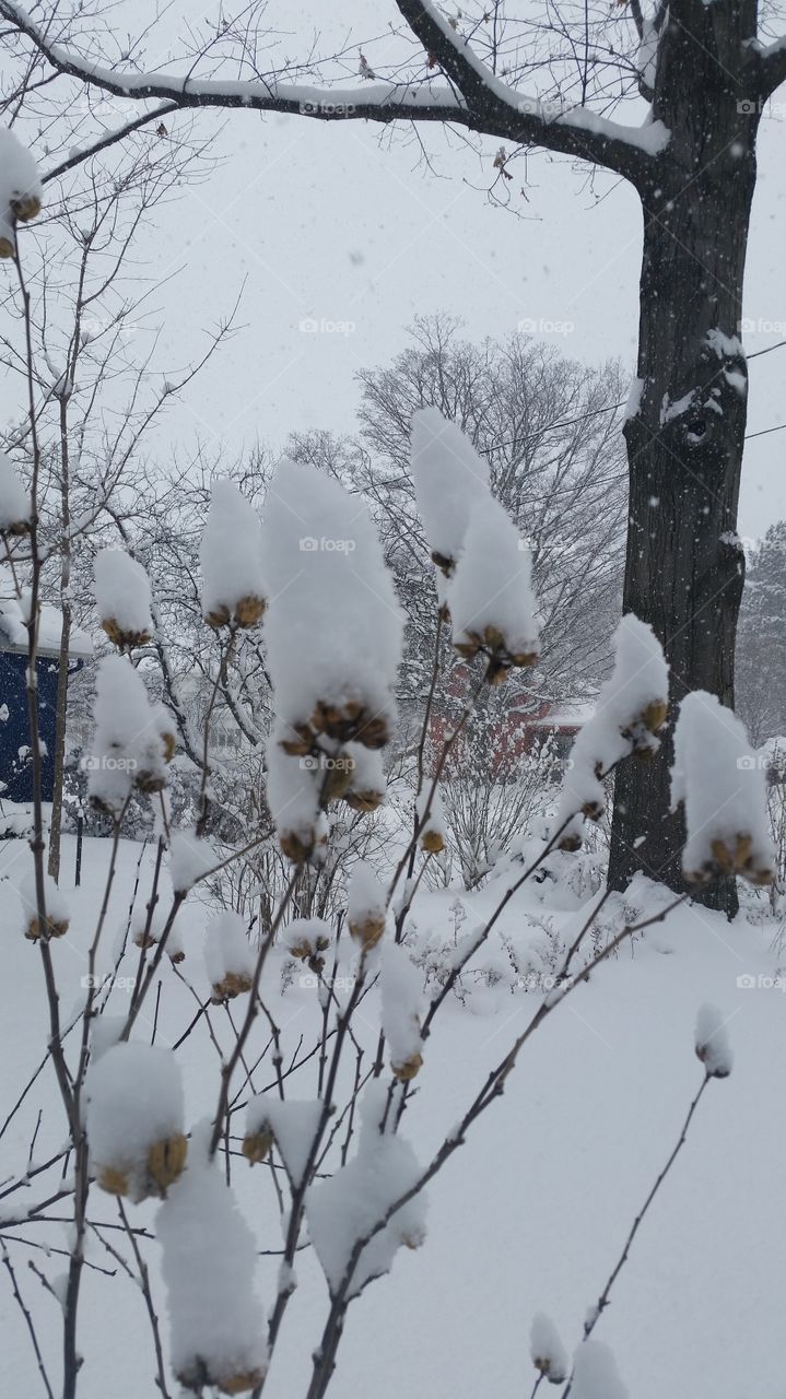 Snow bush