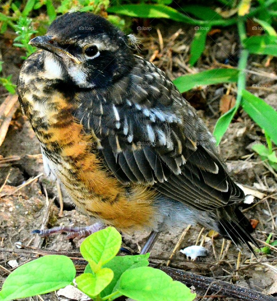 baby Robin