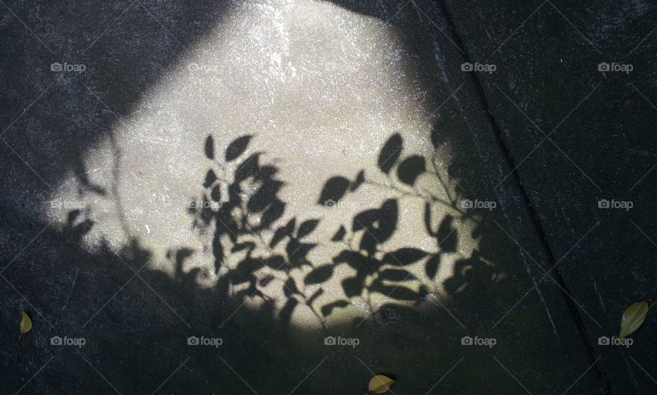 Abstract Photography Flower Shadows