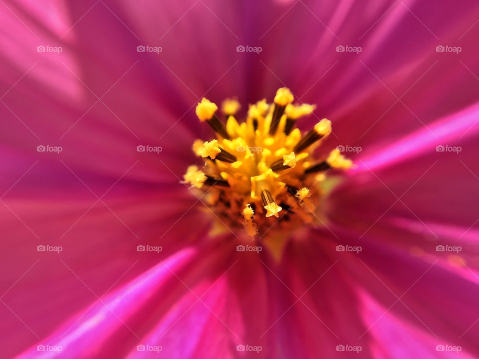 This bright pink poppy shines with beauty even past the fall cold snaps here in Tennessee.