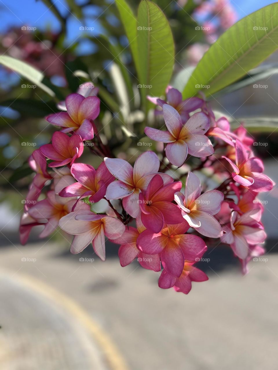 Pink and white