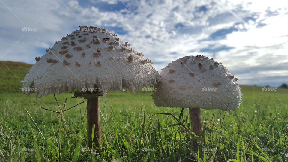 mushrooms and clouds