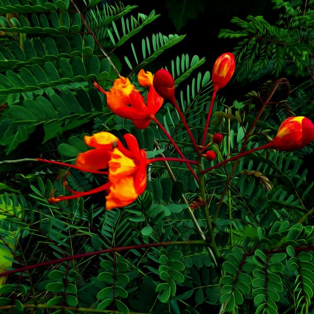 Mimosa Blooming