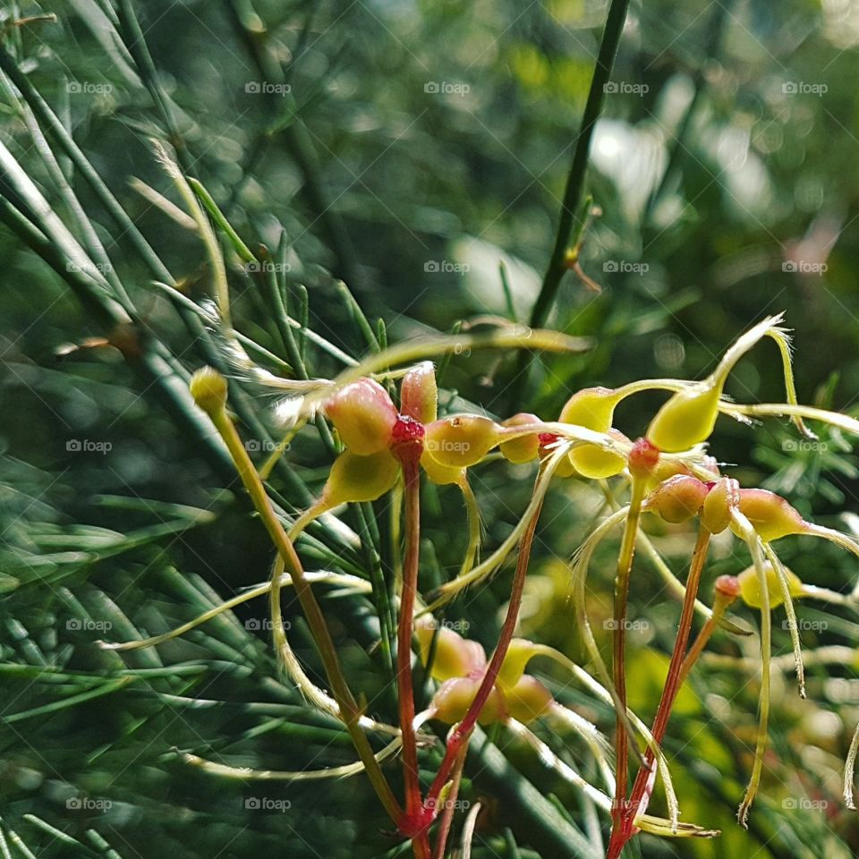 Seeds of ornamental plant