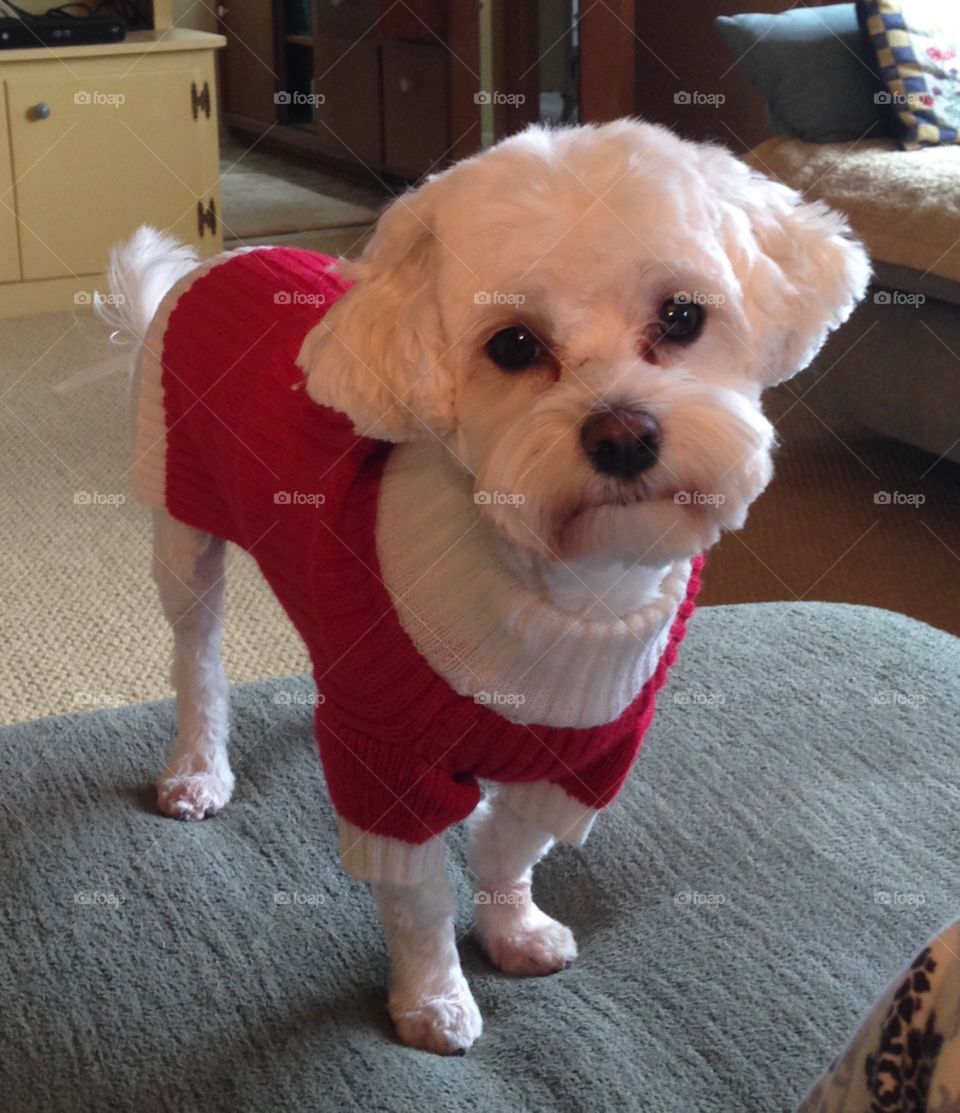 Putter the Maltese dog in his holiday sweater  