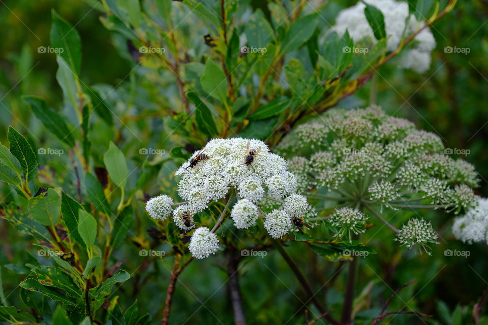 bees on the flower