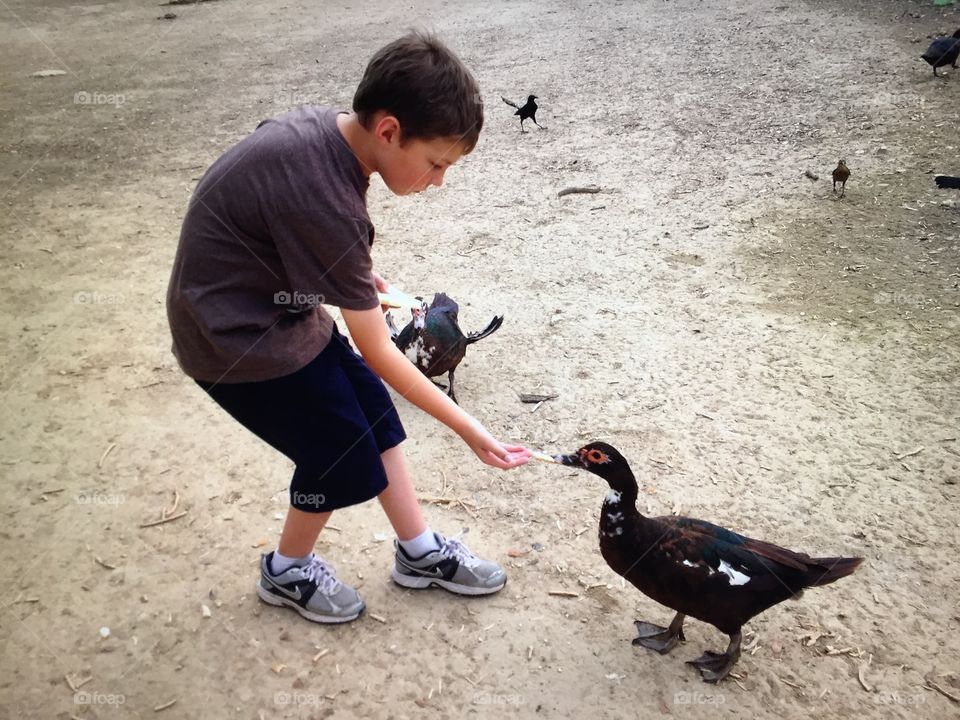 Feeding ducks 