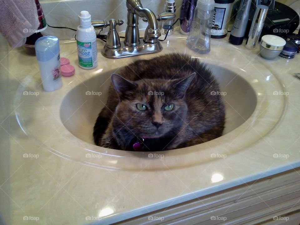 If the feline fits