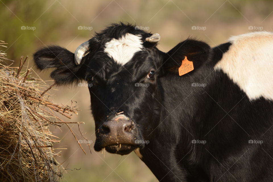 Vaca Cow