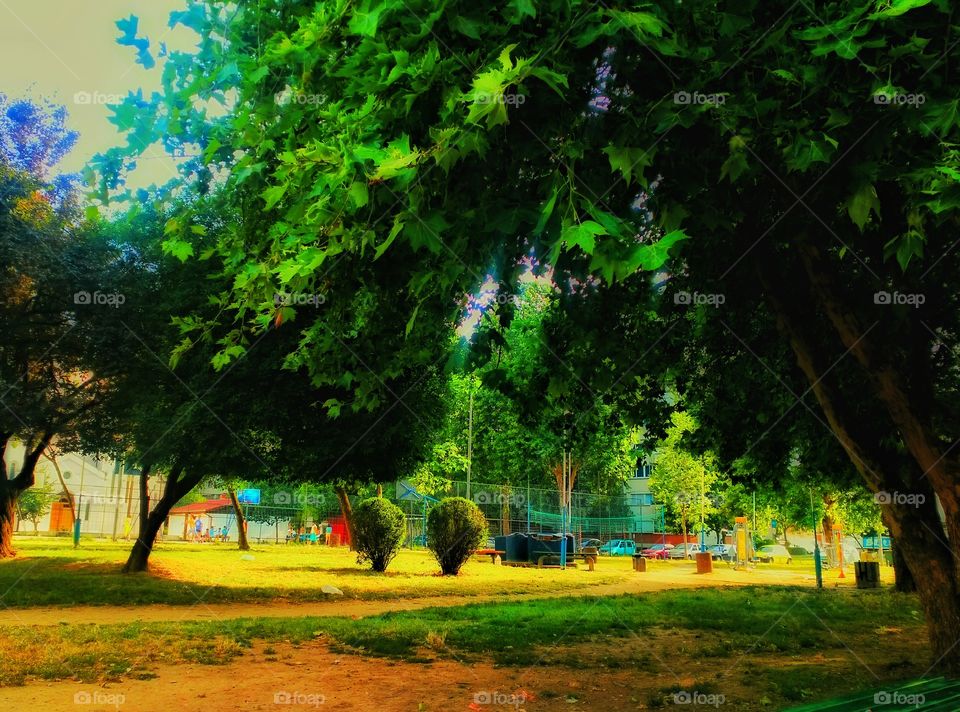 Summer,park,tree