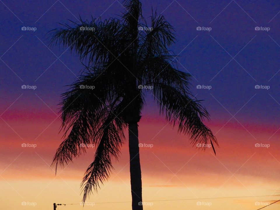 Palm tree and afterglow 