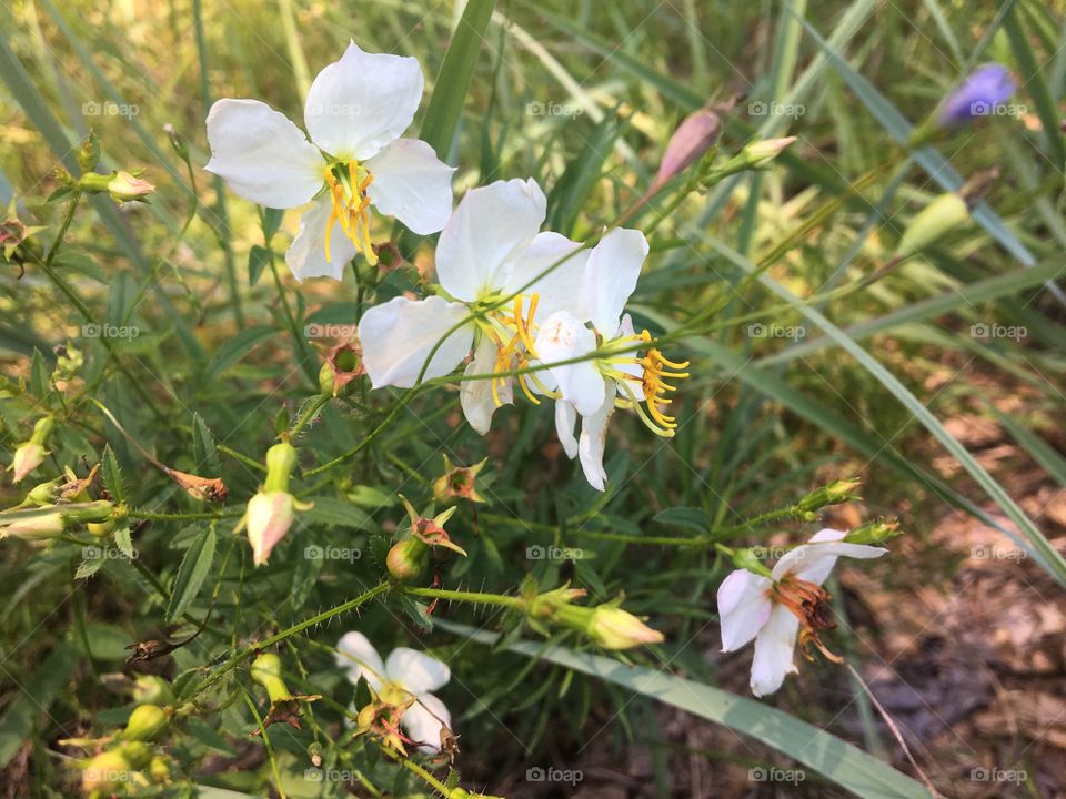 Meadow Beauty in the Morning. Soft light makes these white Meadow Beauties glow early in the morning along a woodland edge.