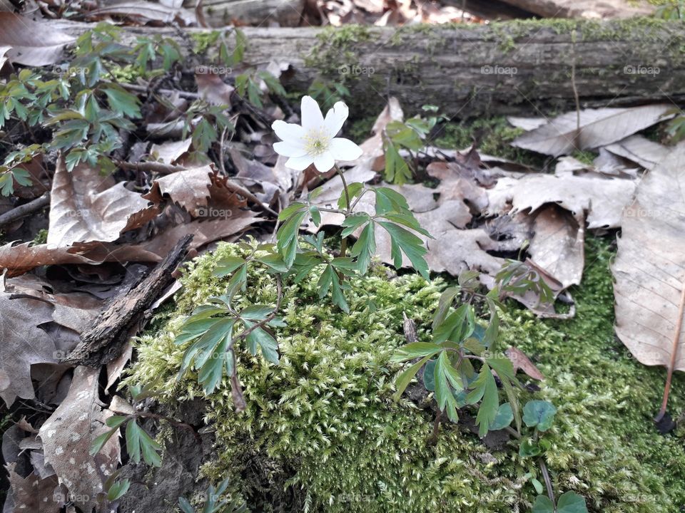 springtime in the wood